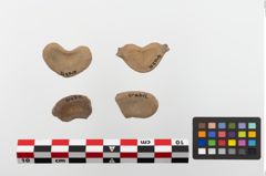 Foto von Knochenwirbel (NHMW-PRAE-023687a)